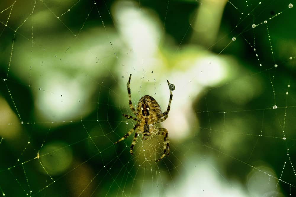 Best Spider Control Brantford Companies | Mosquito Man