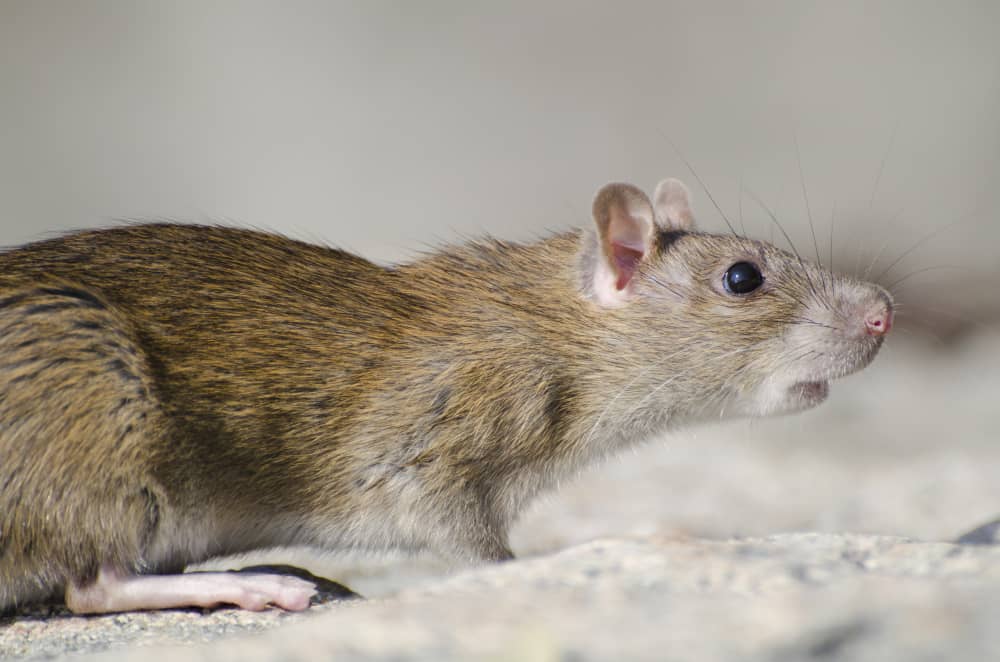 Signs You Need Professional Rodent Control in Vancouver