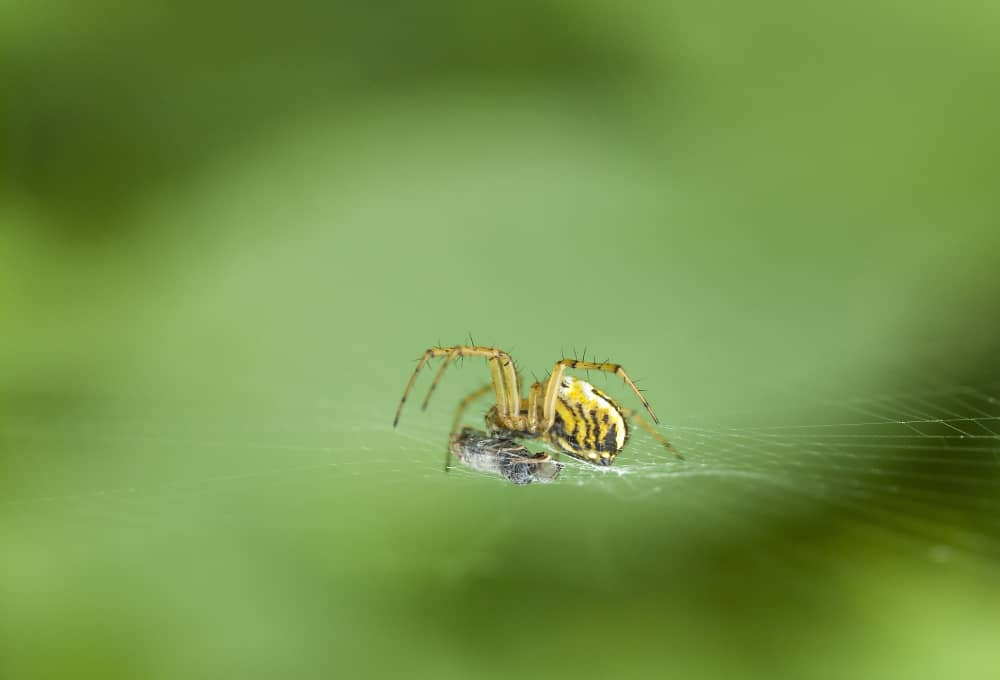 How Much Does Spider Control Cost in Brantford? | Mosquito Man
