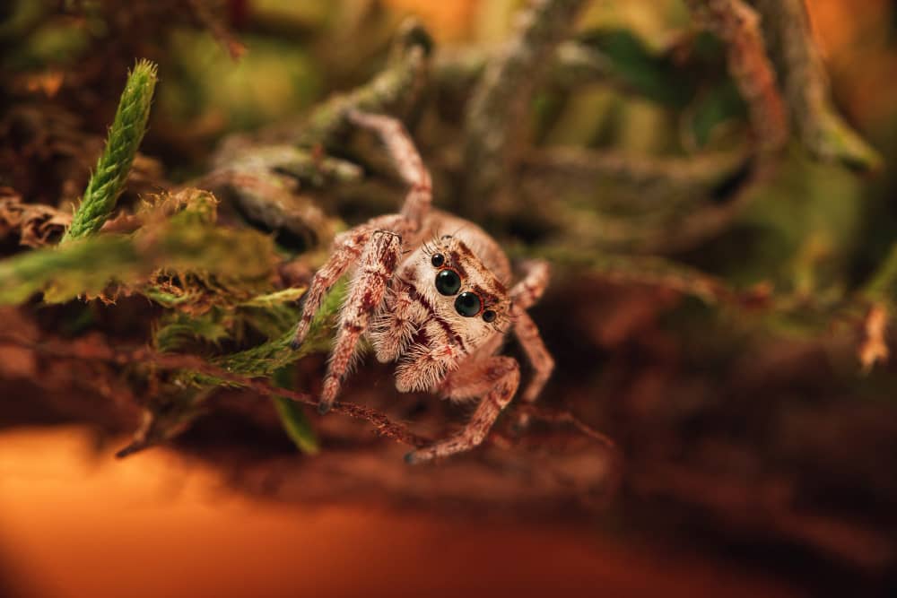 Spider Control Costs in Sudbury: What Homeowners Should Expect to Pay
