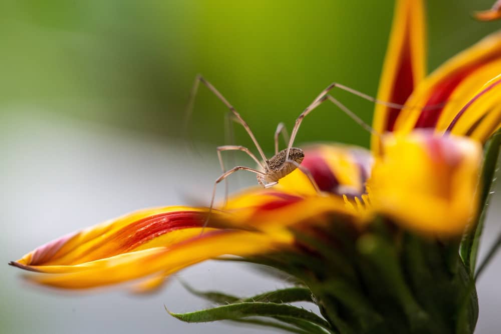 Spider Control for Brantford's Older Homes: What You Need to Know | Mosquito Man