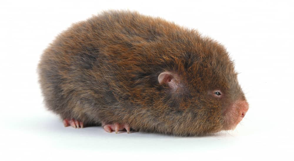 Rodent Control in Ottawa: How To Keep Rodents Out of Your Home | Mosquito Man