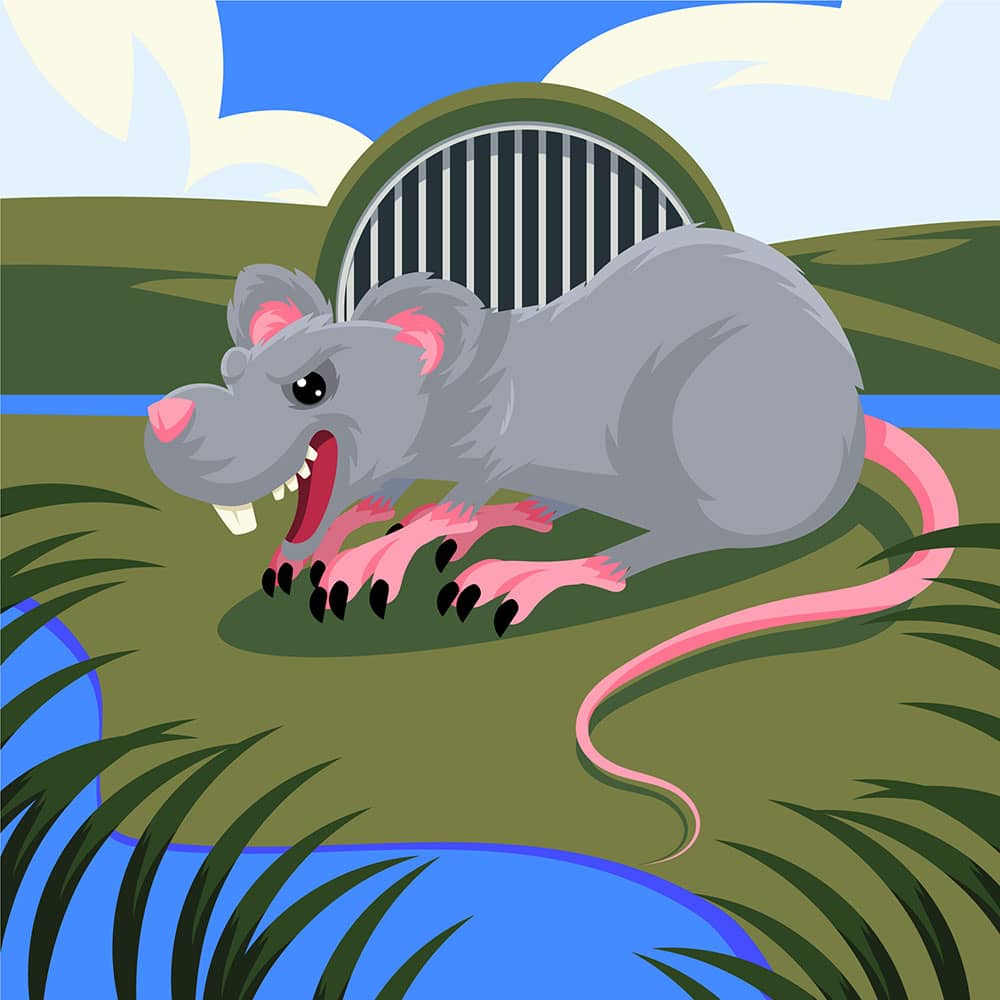 Rodent Control in Ottawa: Seasonal Tips for Year-Round Protection