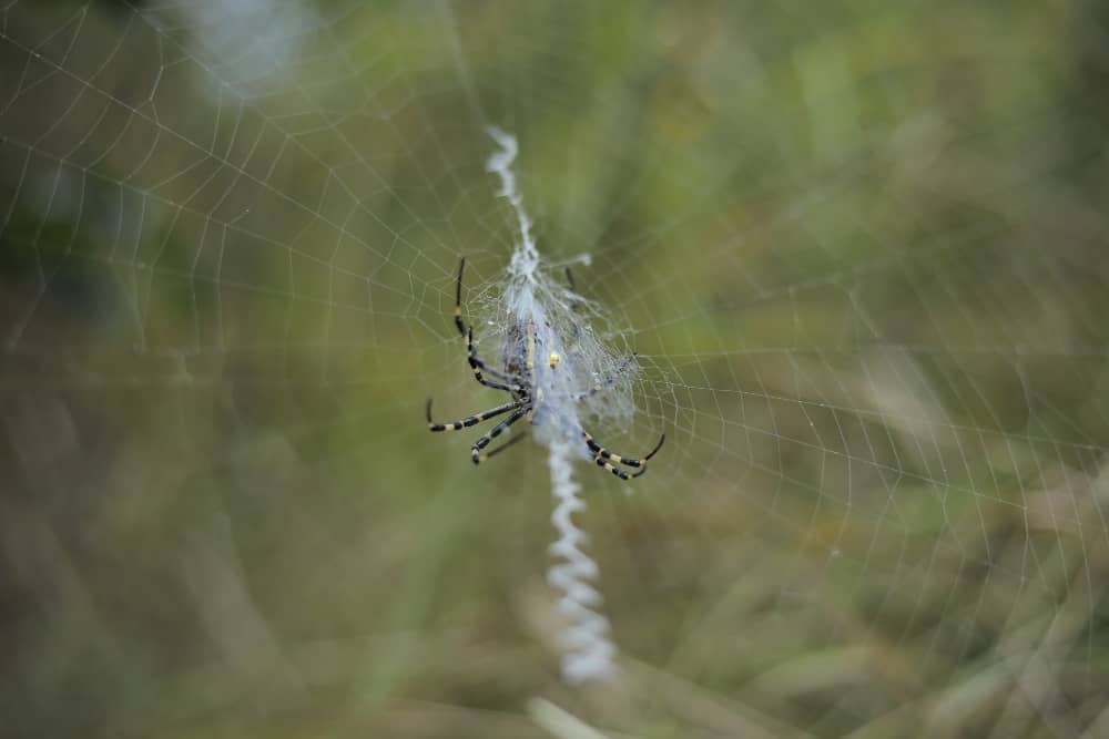 How to Get Rid of Spiders in Your Sudbury Home | Mosquito Man