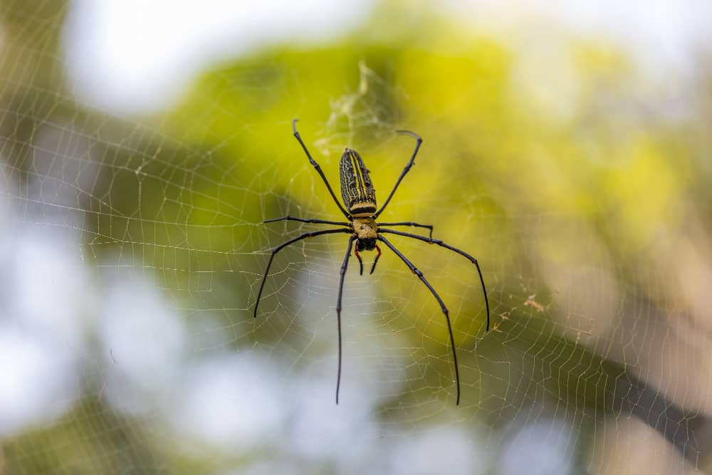 Common House Spiders in Muskoka and How To Control Them | Mosquito Man