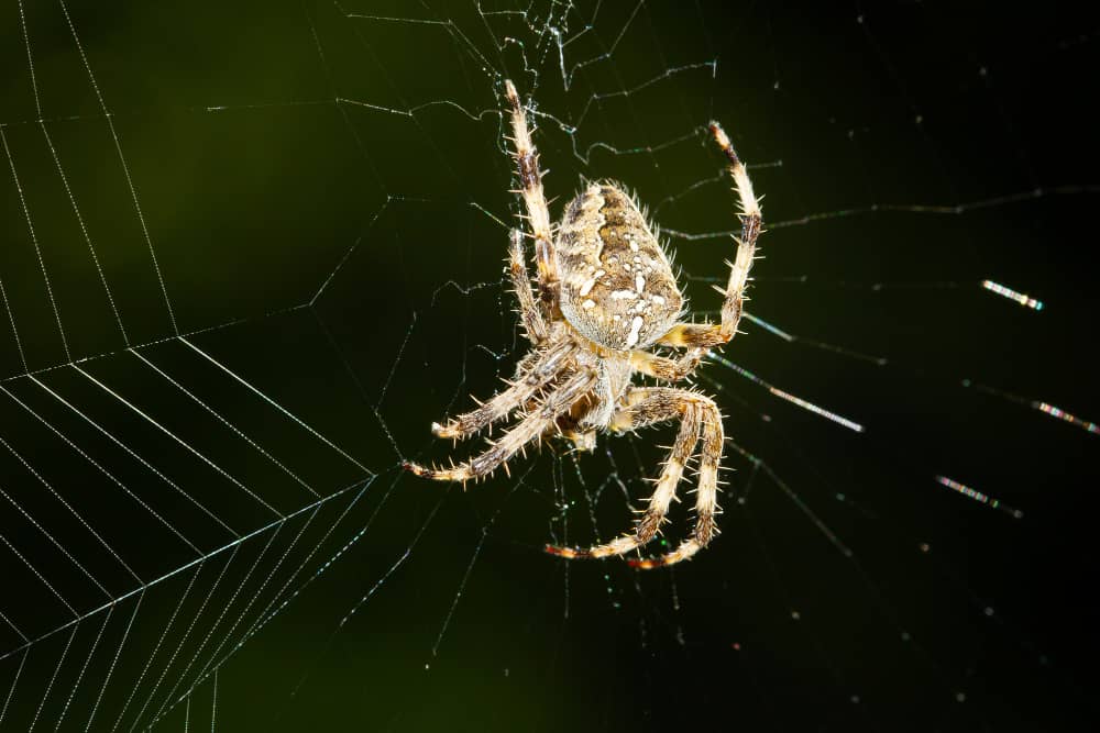 Spider Control for Kitchener Basements and Crawl Spaces | Mosquito Man