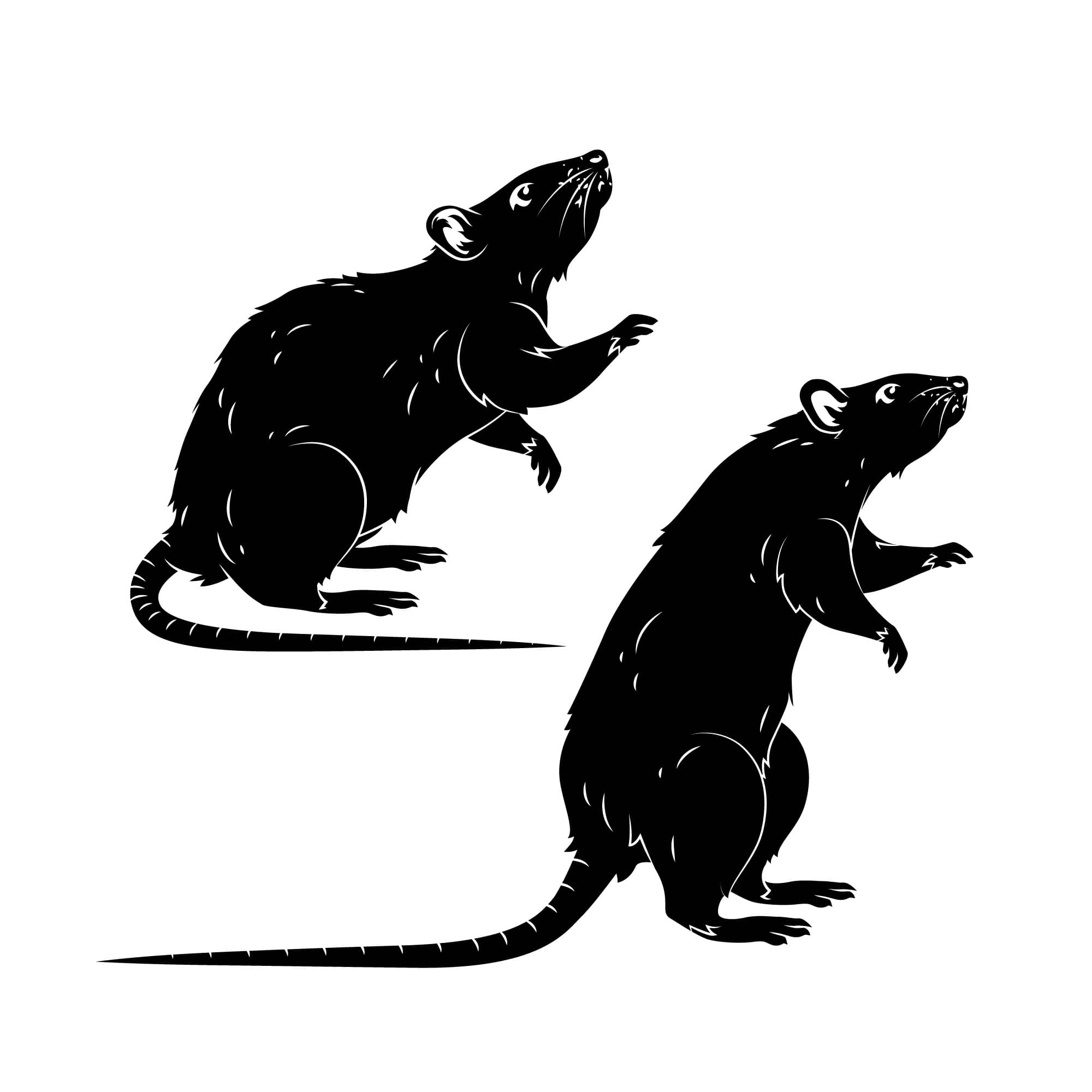 Signs You Need Professional Rodent Control in Ottawa | Mosquito Man