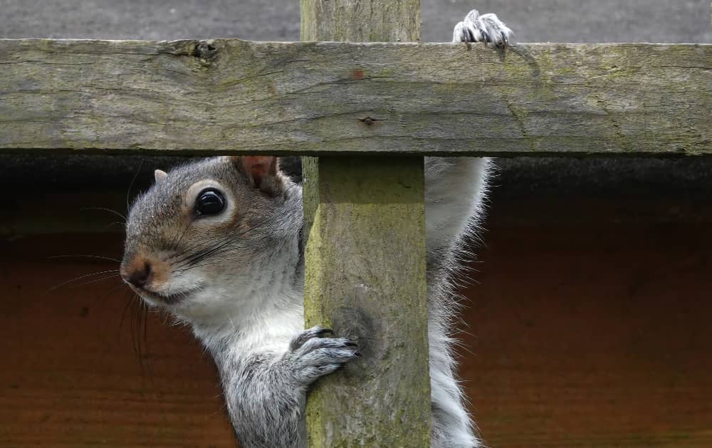 Rodent Control in Mississauga: How To Keep Rodents Out of Your Home | Mosquito Man