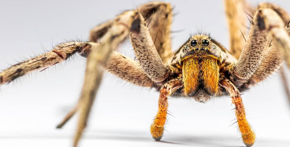 Spider Control Chatham: Seasonal Tips for Year-Round Protection | Mosquito Man