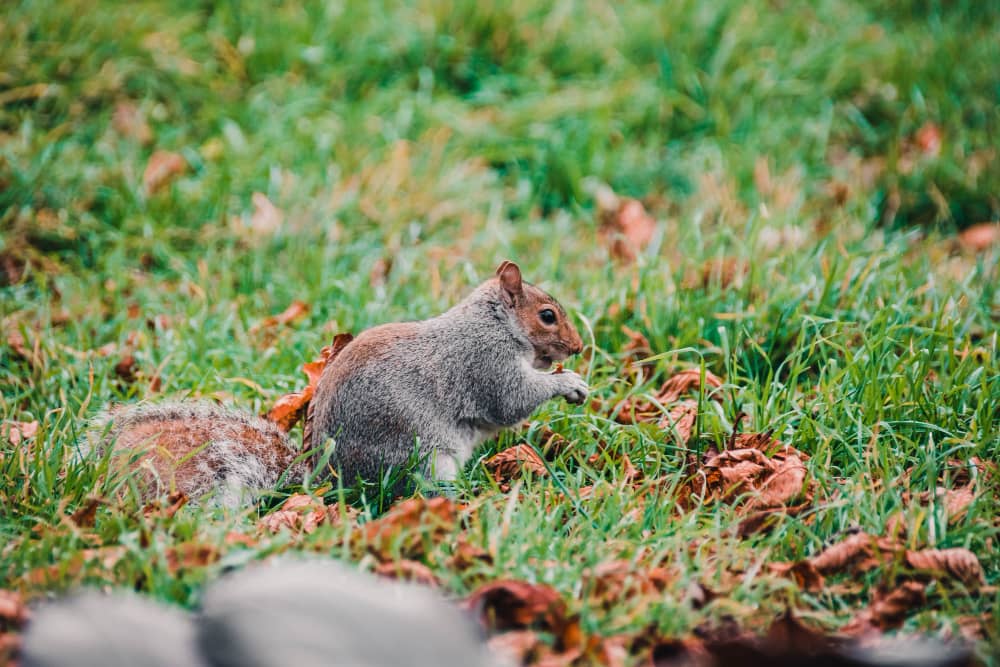 Rodent Control in Mississauga: How To Keep Rodents Out of Your Home