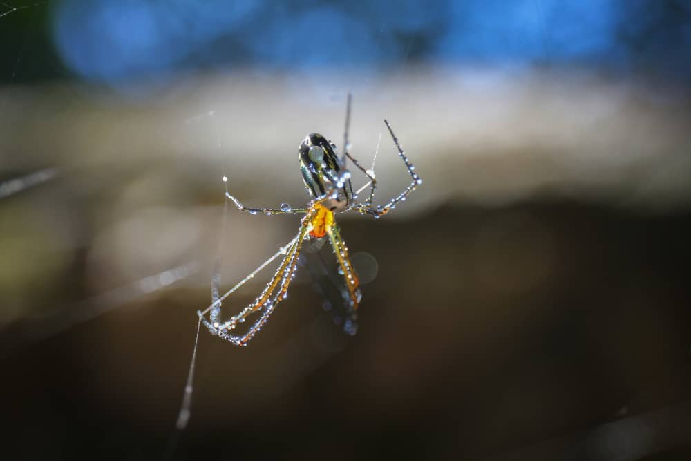 Spider Control for Kitchener Basements and Crawl Spaces: Why They Attract Spiders and What to Do