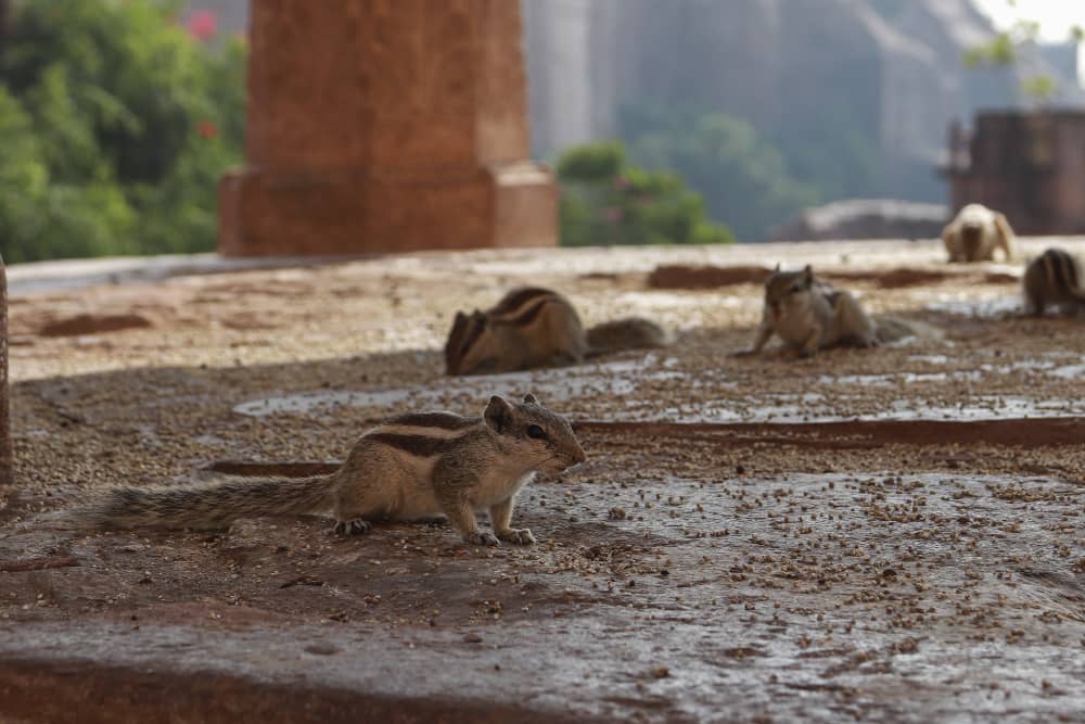 Rodent Control in Vancouver: Seasonal Tips for Year-Round Protection