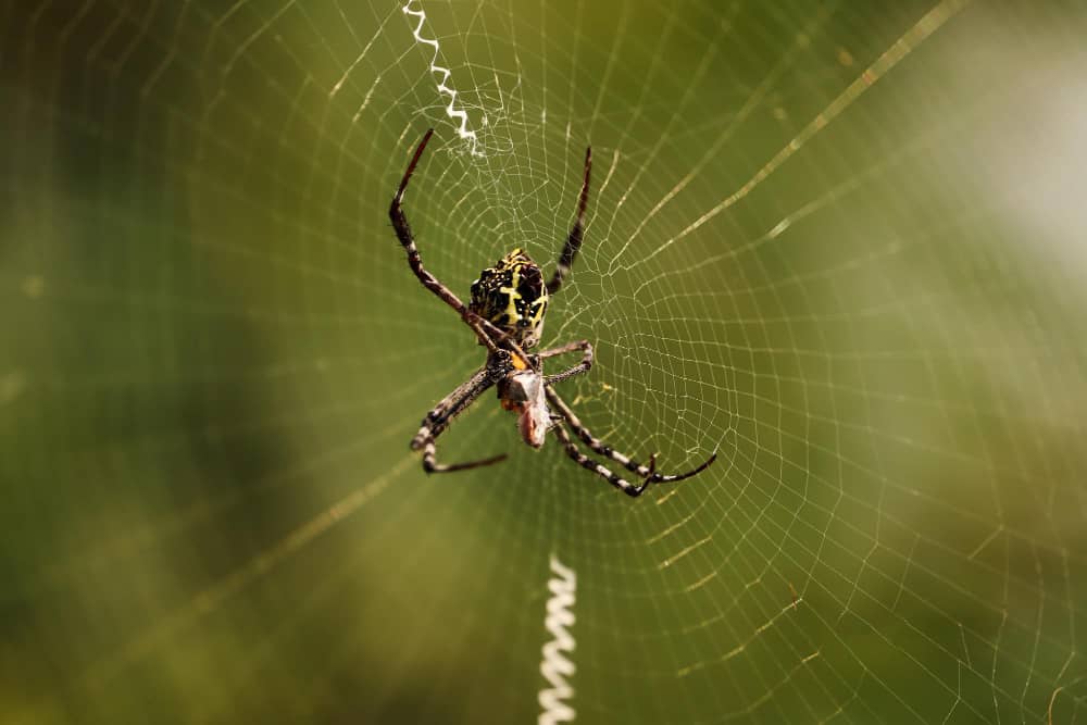 Spider Control Chatham: Seasonal Tips for Year-Round Protection