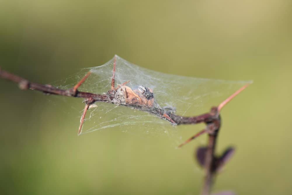 Best Spider Control Companies In Chatham