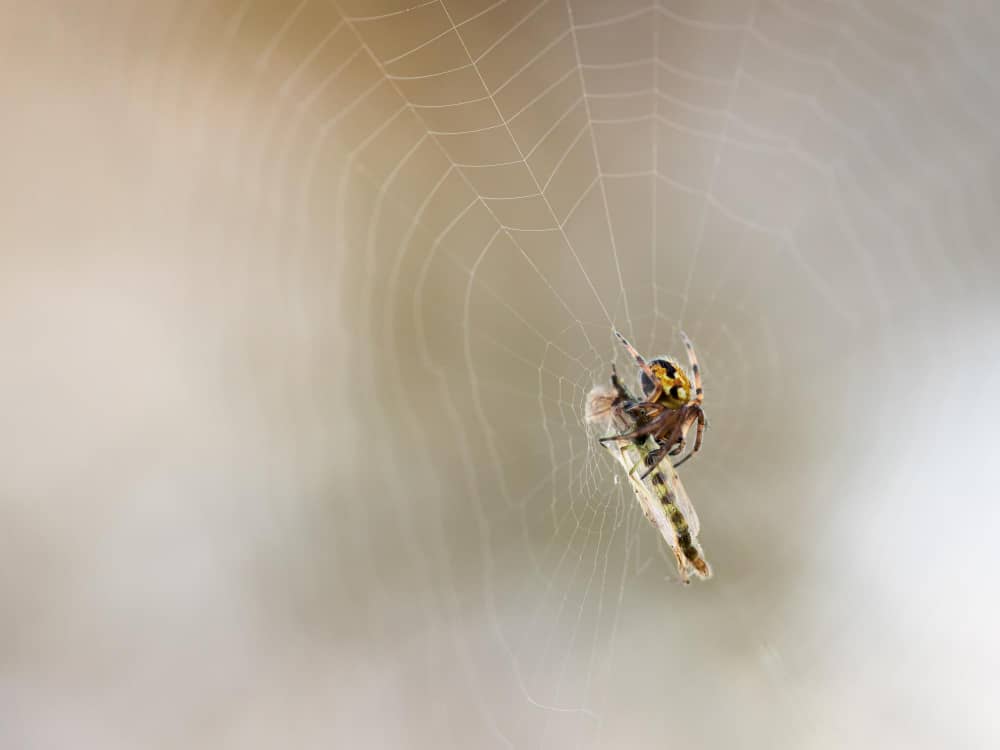 Why Spiders Keep Coming Back To Your Belleville Home
