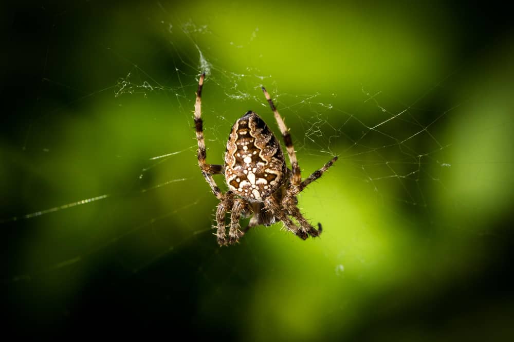 Signs You Need Professional Spider Control in Chatham | Mosquito Man
