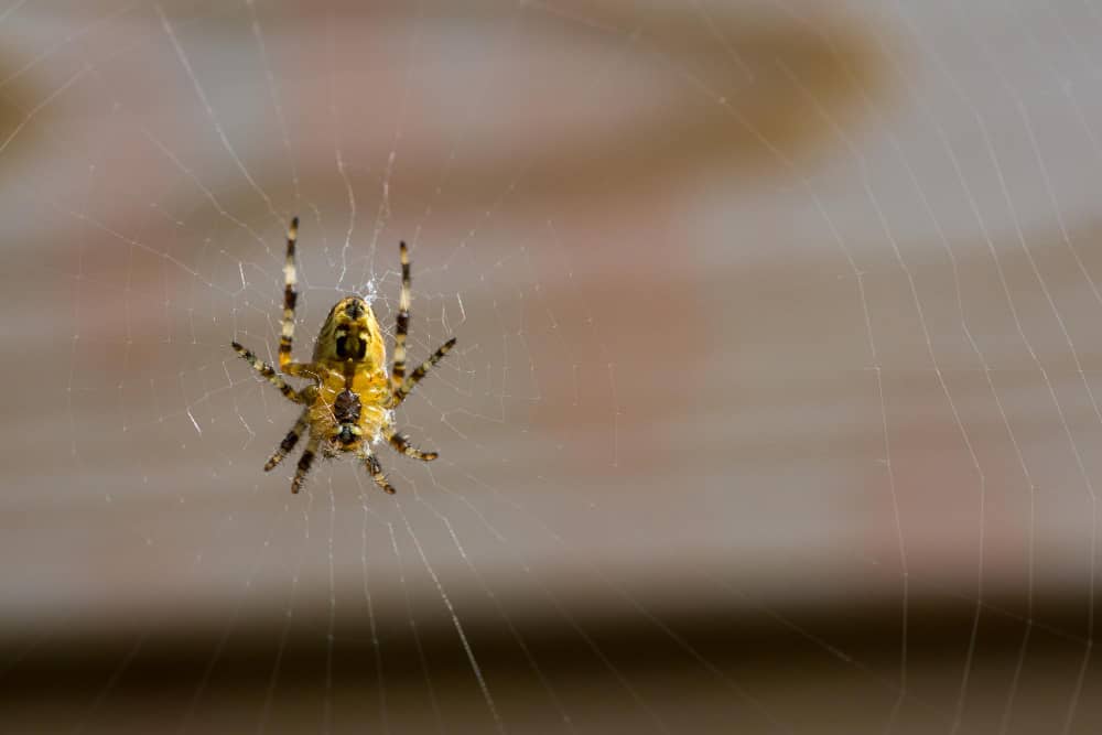 How Much Does Spider Control Cost in Brantford? What Homeowners Need to Know
