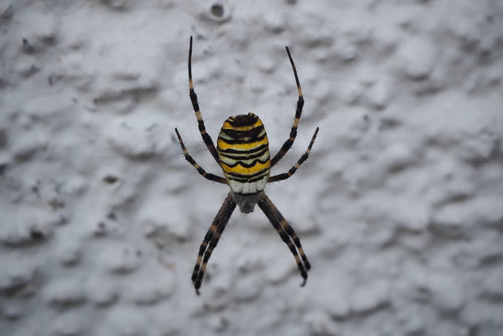 Best Spider Control Brantford Companies | Mosquito Man