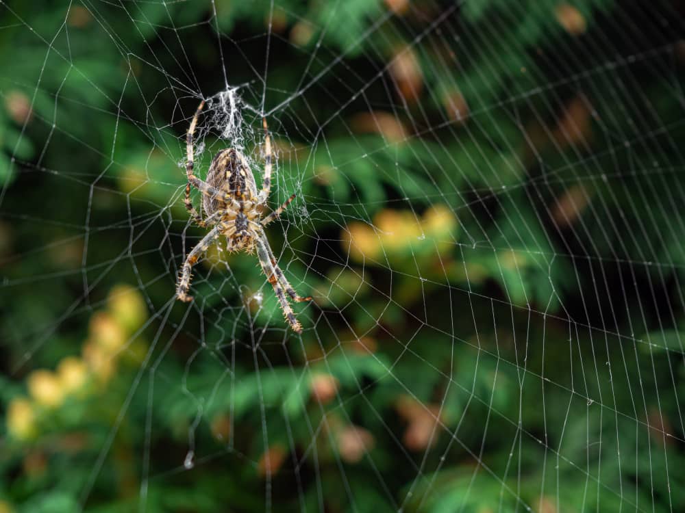 Best Spider Control Kitchener Companies | Mosquito Man