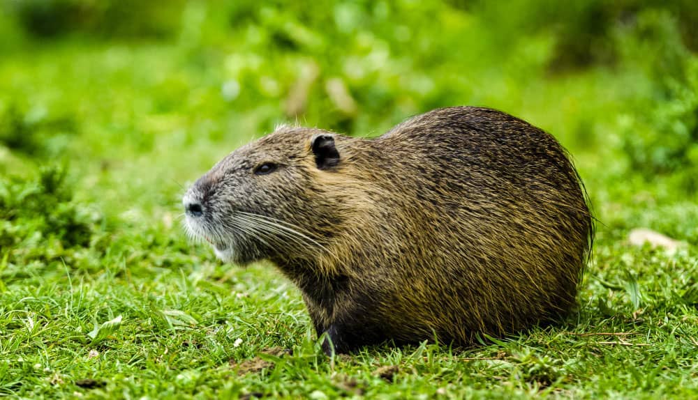 Rodent Control in Mississauga: Seasonal Tips for Year-Round Protection | Mosquito Man