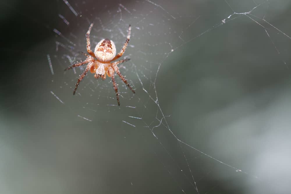 Spider Control Cost in Oakville: What Homeowners Should Expect to Pay