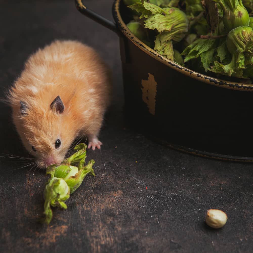 Best Rodent Control Companies In Mississauga | Mosquito Man