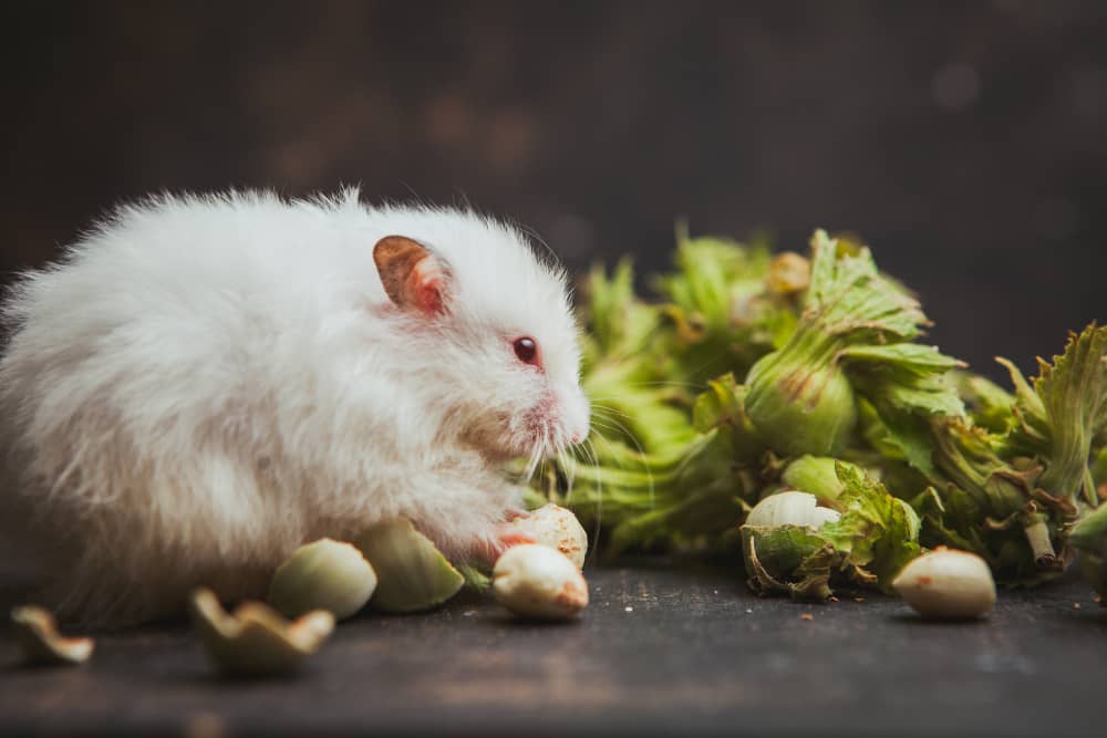 Best Rodent Control Companies In Mississauga