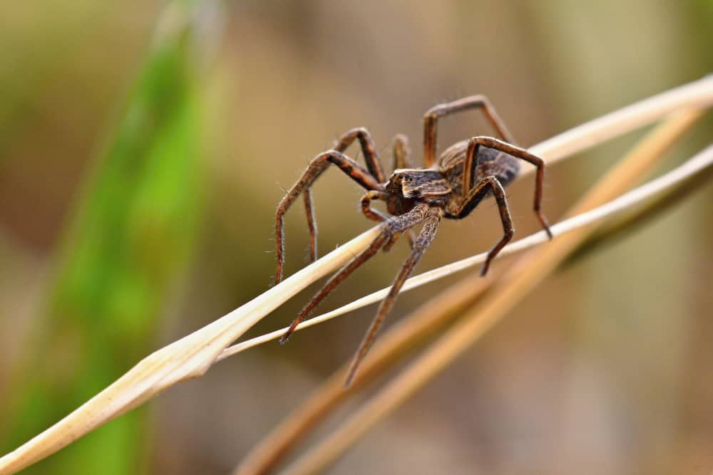 Best Spider Control Companies In Niagara | Mosquito Man