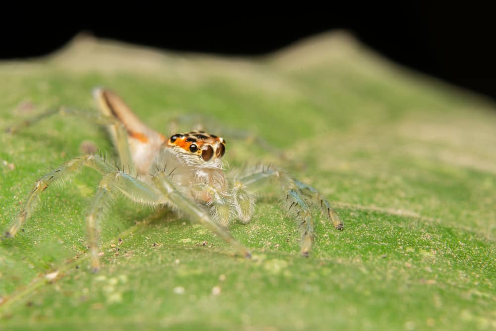 Common House Spiders in Chatham and How To Control Them