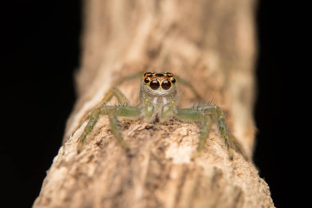 Keeping Spiders Out of Your Brantford Home: Expert Prevention Tips | Mosquito Man