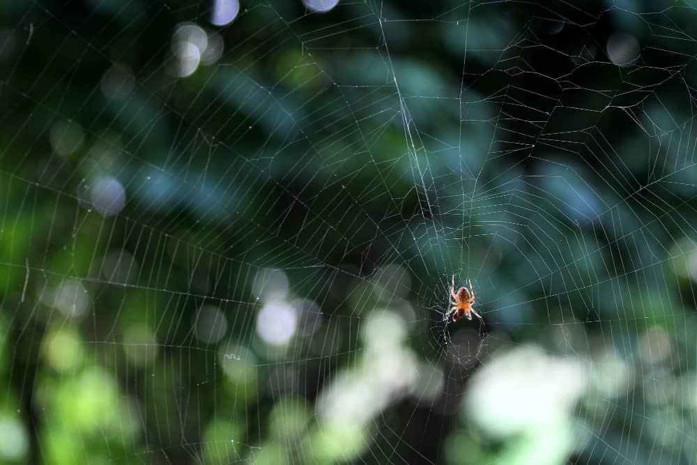 Seasonal Spider Activity in Kitchener: Understanding When and Why Spiders Enter Your Home