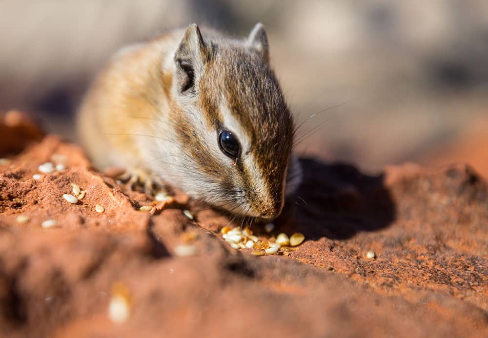 Signs You Need Professional Rodent Control in Mississauga