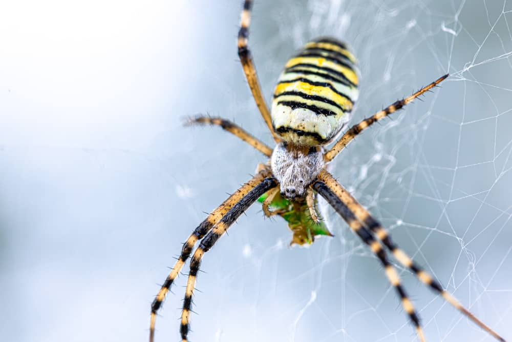 Spider Control in Toronto: Seasonal Tips for Year-Round Protection