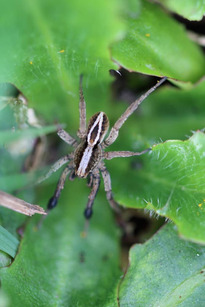 Spider Control in Toronto: How To Keep Spiders Out of Your Home | Mosquito Man