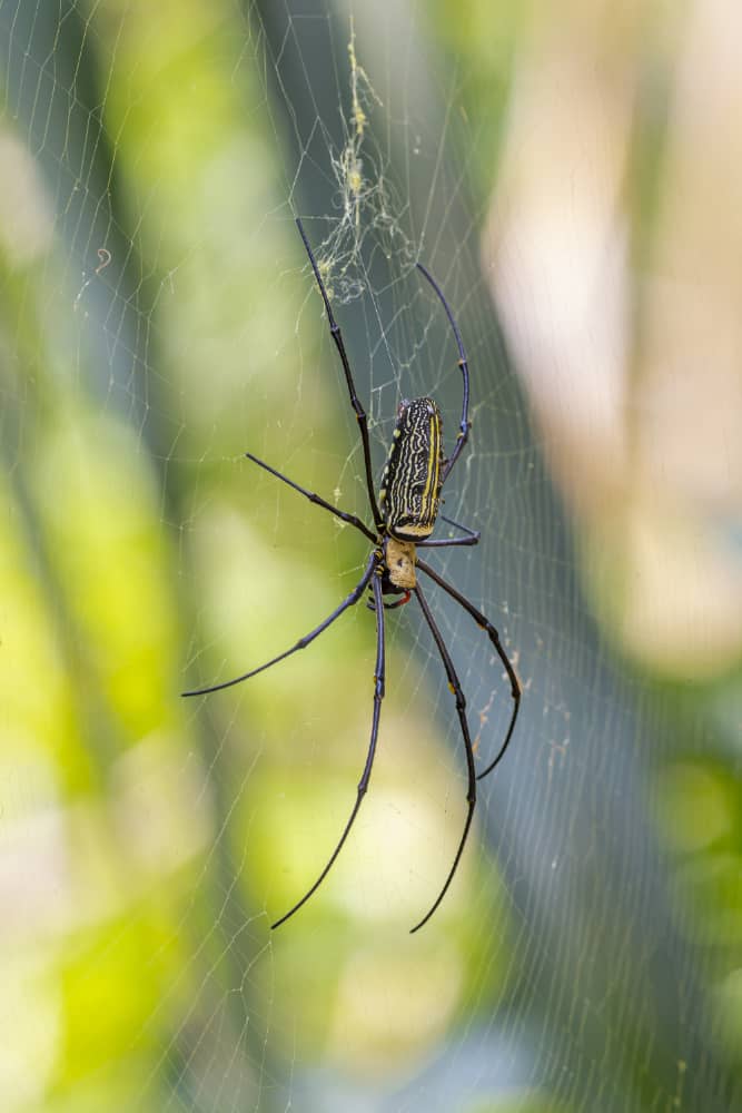 Spider Control in Toronto: Seasonal Tips for Year-Round Protection | Mosquito Man