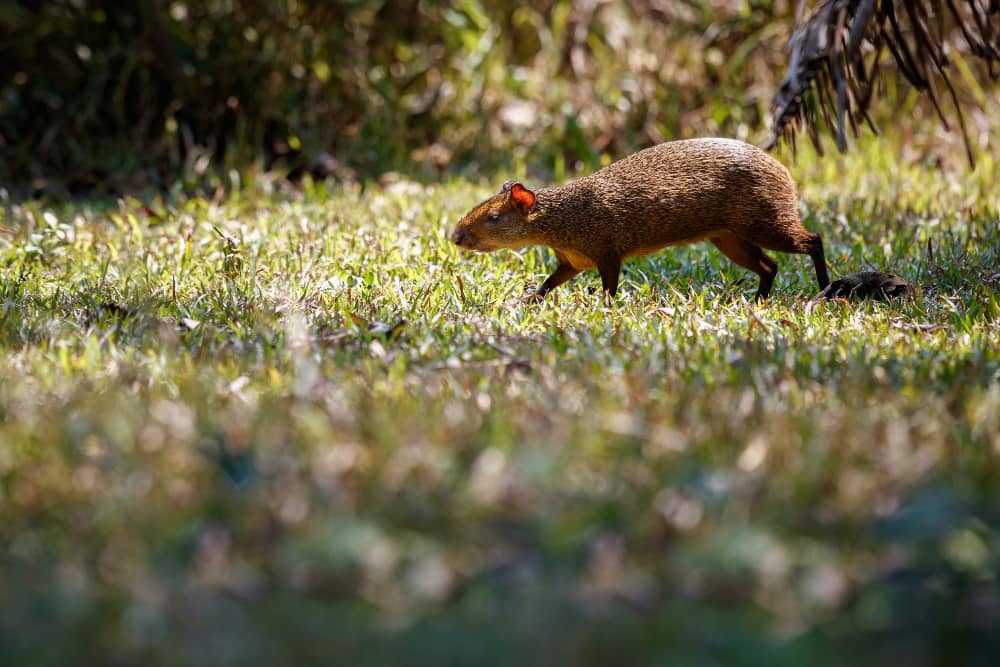 How to Prepare for Rodent Season in Muskoka, Ontario | Mosquito Man