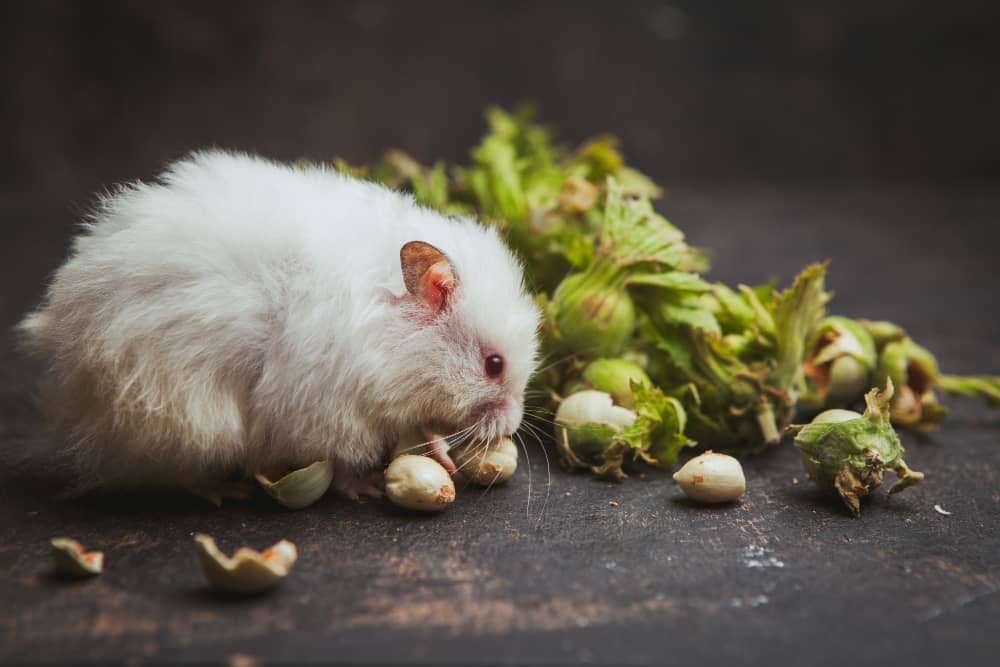 How to Get Ready for Rodent Season in Muskoka, Ontario