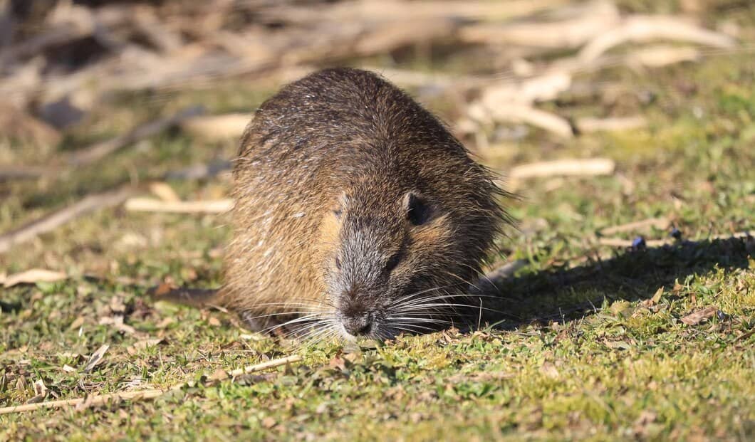 How to Get Ready for Rodent Season in Kingston, Ontario