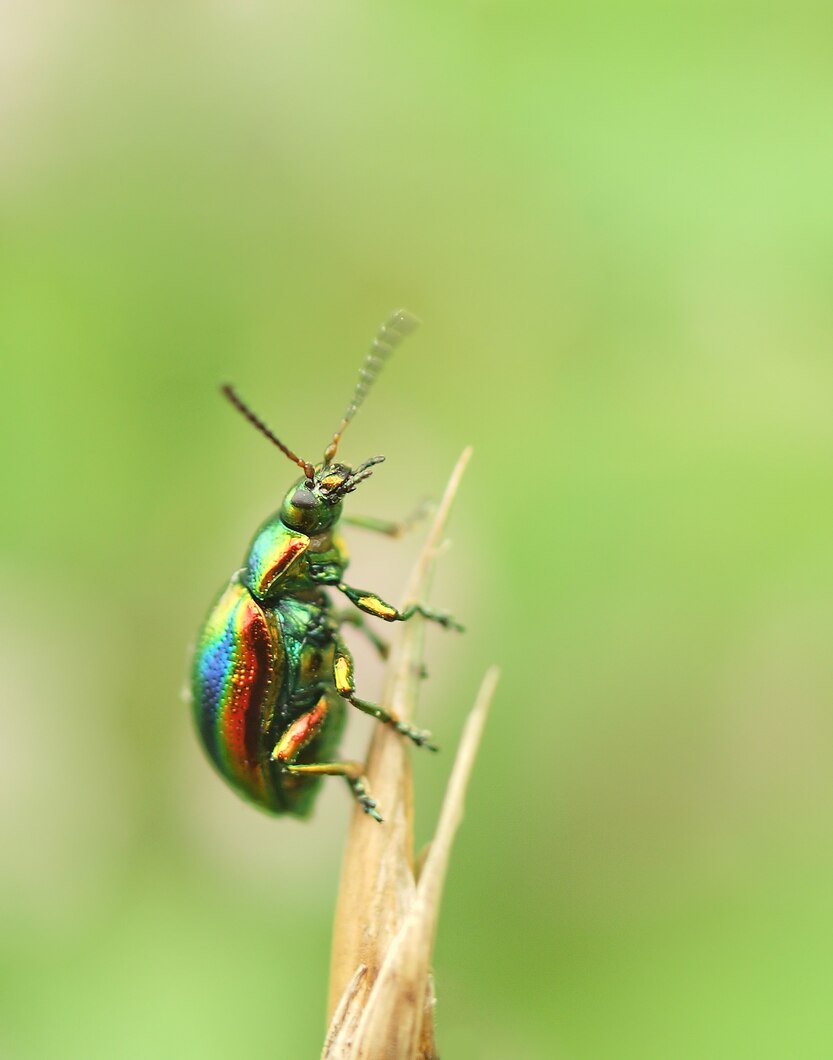 What Happens During a Professional Pest Control Service?