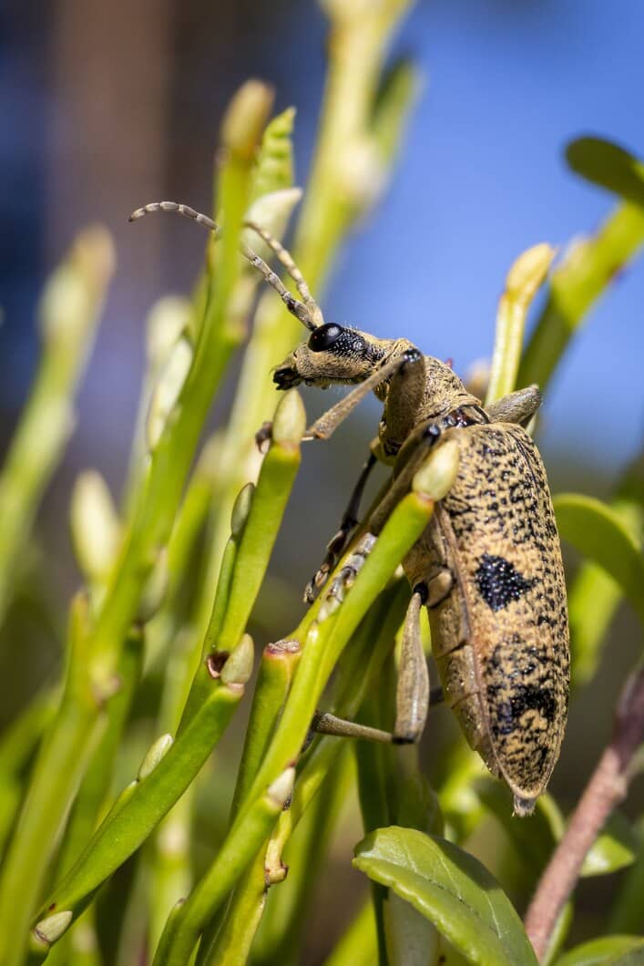 When Should You Call Pest Control in Ottawa, Ontario? | Mosquito Man