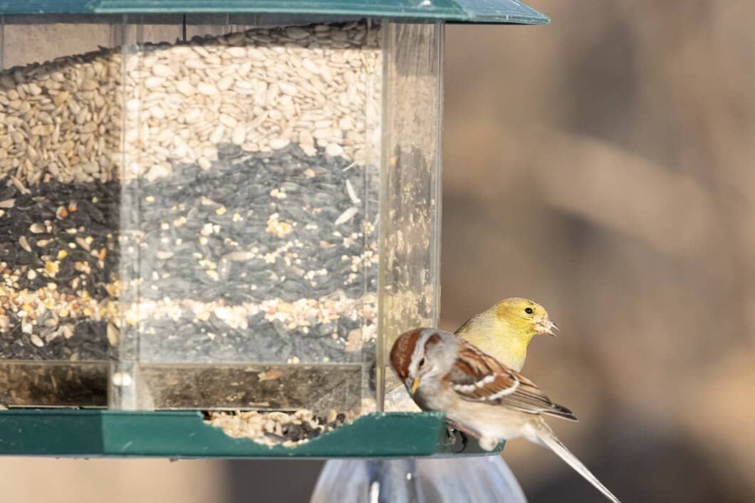 Can Bird Feeders Attract Mice and Rats in Niagara?
