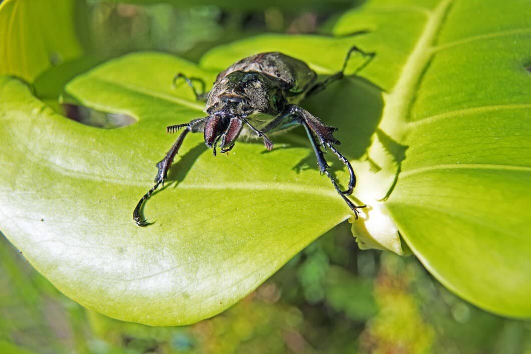 What to Expect From Professional Pest Control Service in Kenora