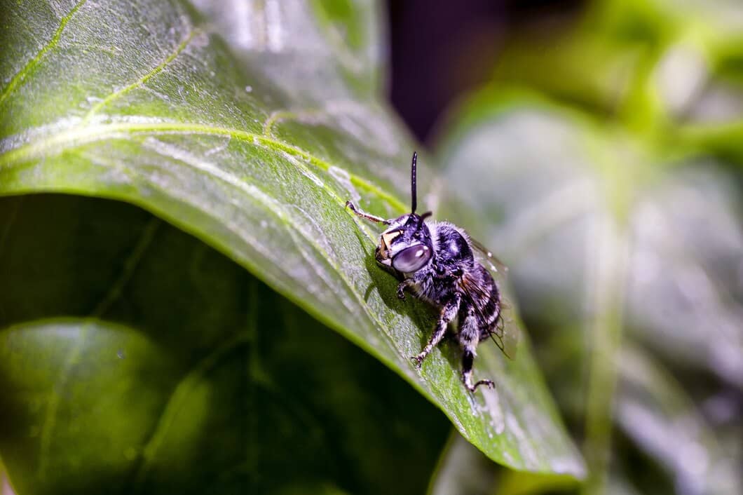 What to Expect From Professional Pest Control Service in Kitchener