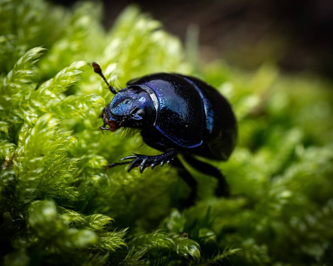 How to Prevent Pest Problems Around Your East Windsor Property
