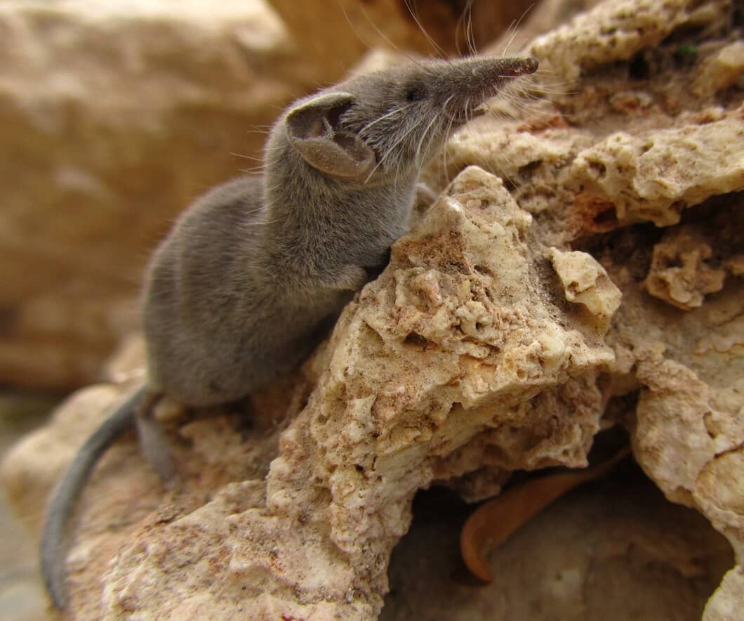 Signs You Need Professional Rodent Control in Brampton