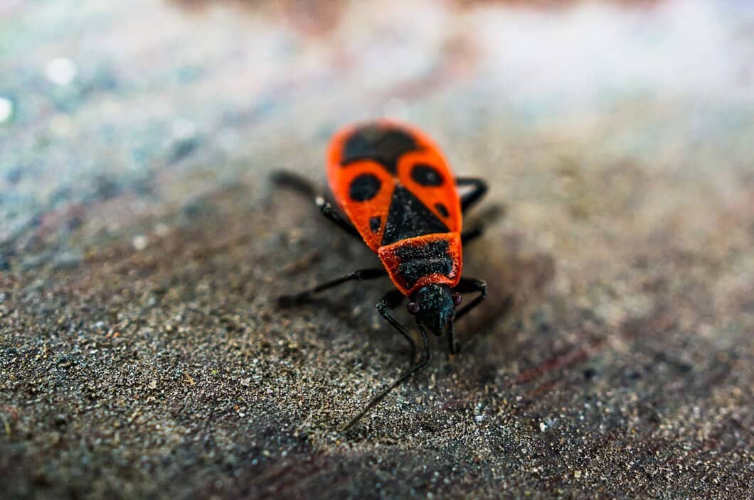 How to Choose the Right Pest Control Company in East Windsor | Mosquito Man