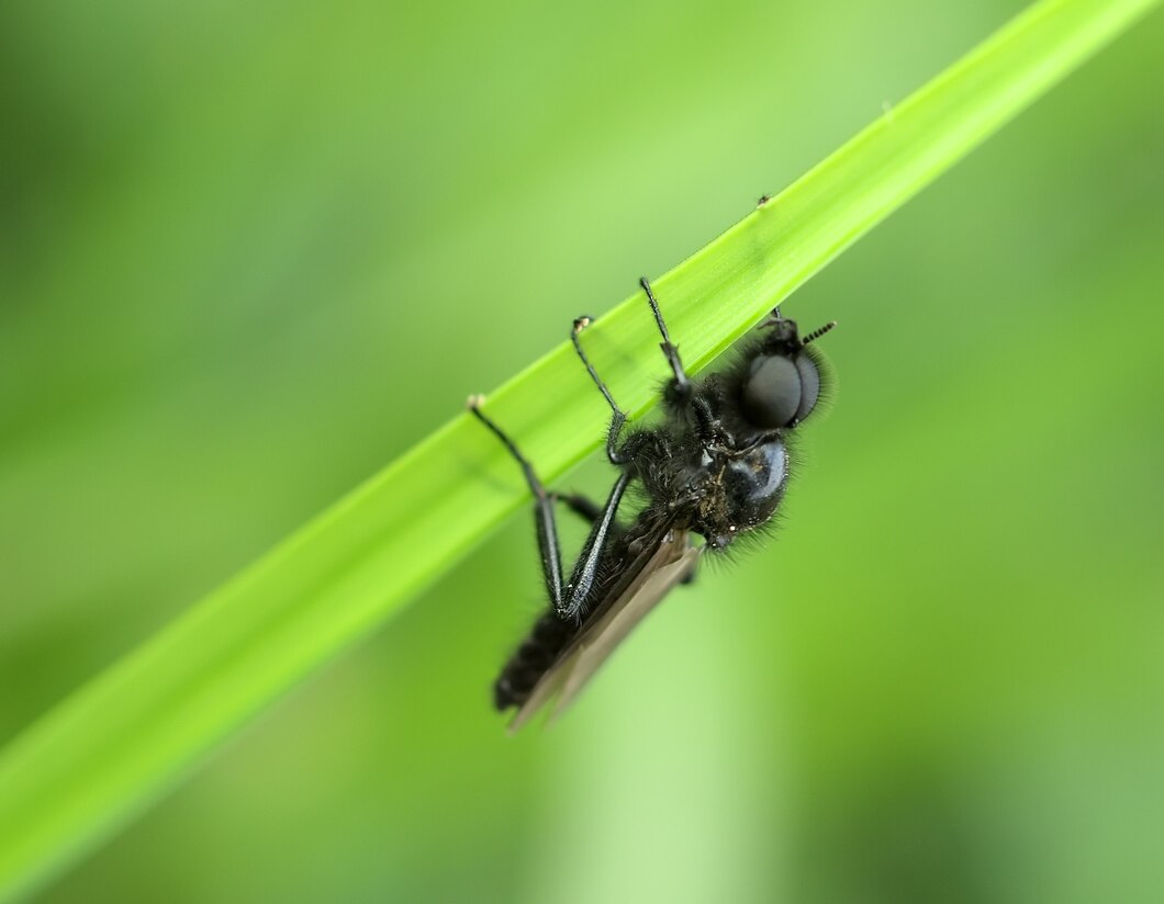 How to Prevent Pest Problems Around Your Kitchener Property
