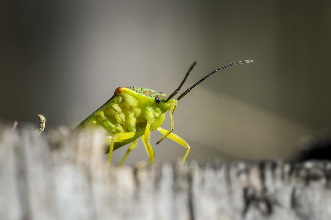 When Should You Call a Pest Control Professional in Oshawa?