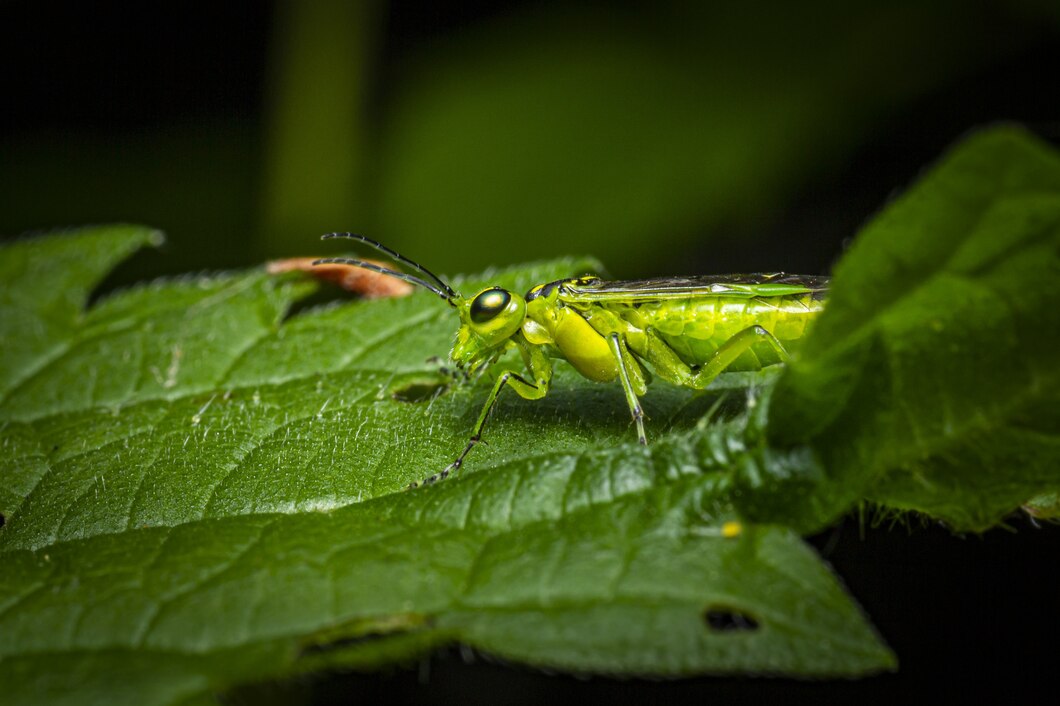 What to Expect During a Professional Pest Control Service in Oshawa | Mosquito Man