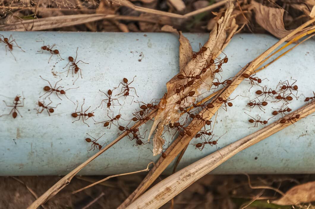 When Should You Call Pest Control in London, Ontario? | Mosquito Man
